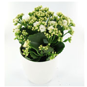 Kalanchoe white + White Cachepot